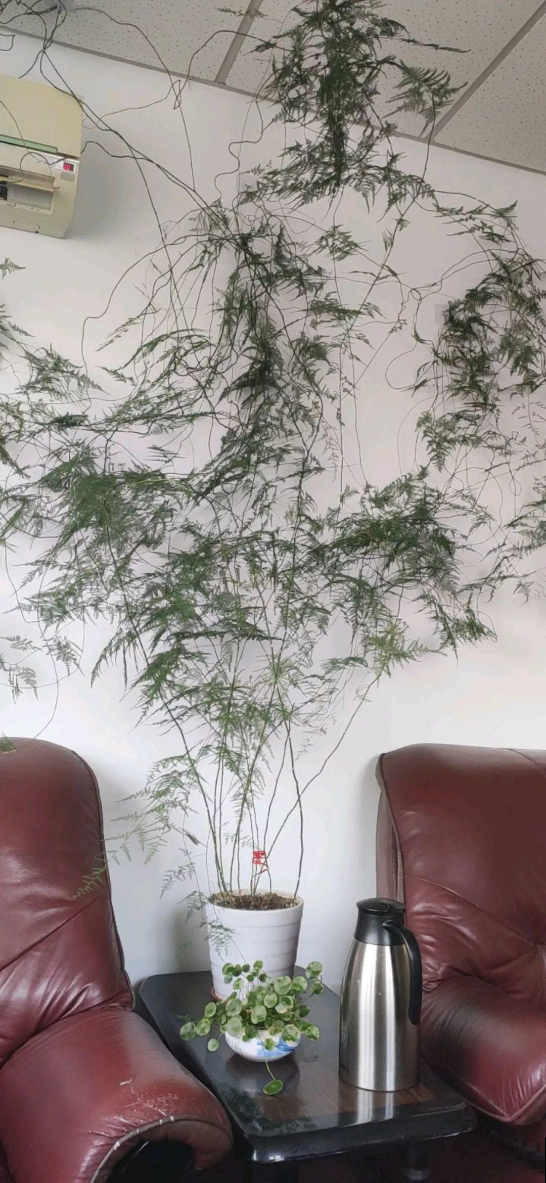 20种爬藤花，早春种一棵，能开满整个花架！