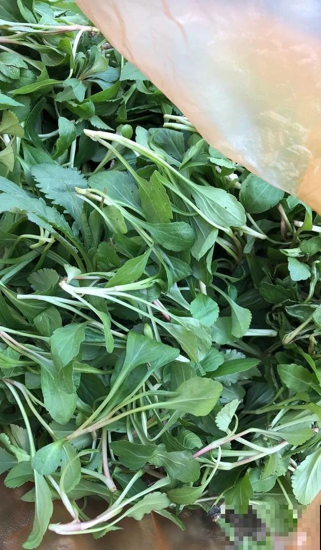 6种野菜最好吃，春天一定不能错过，炒鸡蛋包饺子真美！
