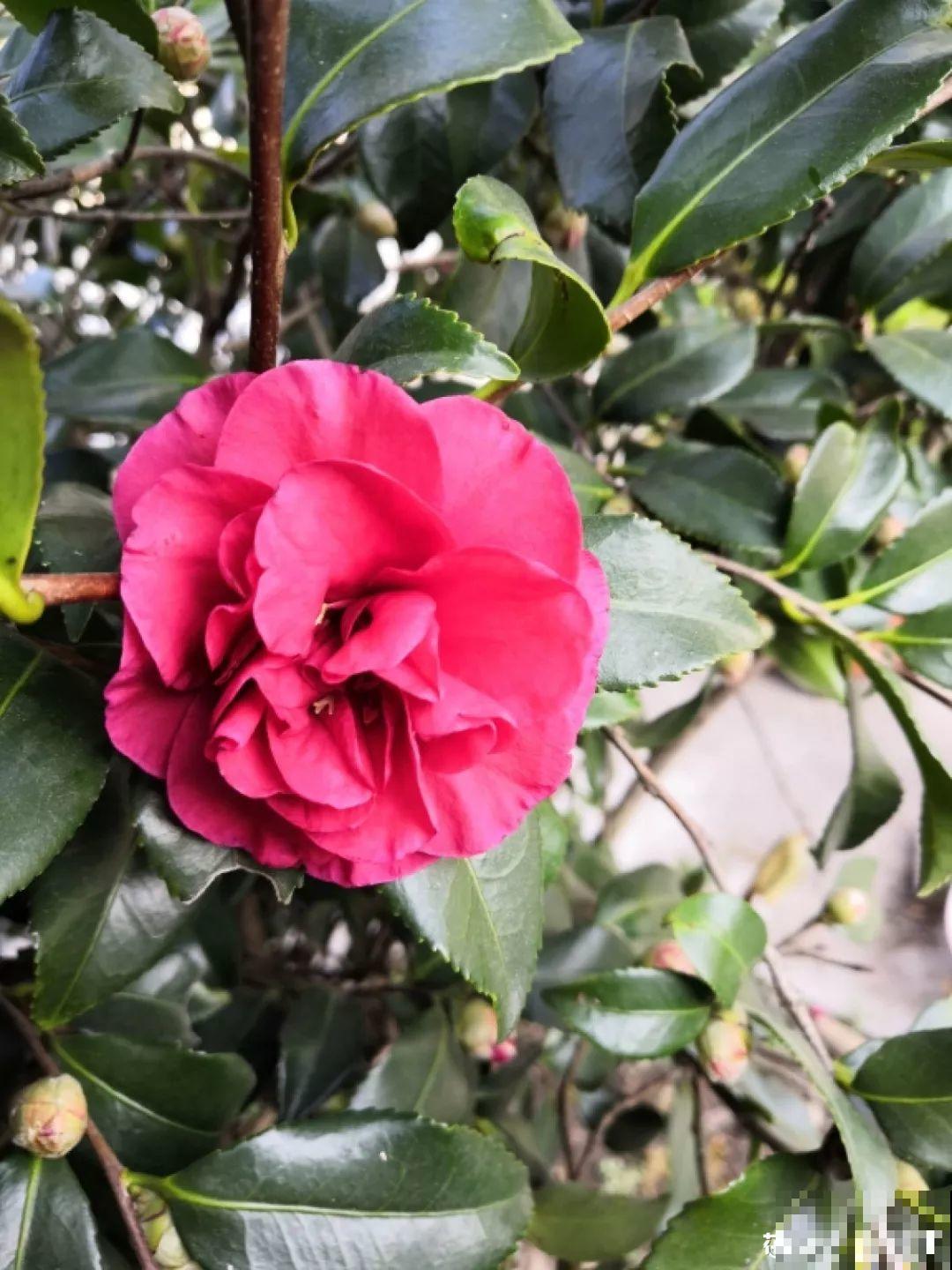 3棵茶花绑一绑，1年变成大老桩，懒人也能养成！