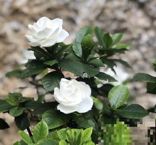 家里养栀子花，3个错误不要犯，否则一盆也养不活！