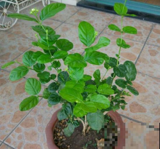 家里养茉莉花，什么时候换盆和修剪，才能长得郁郁葱葱？