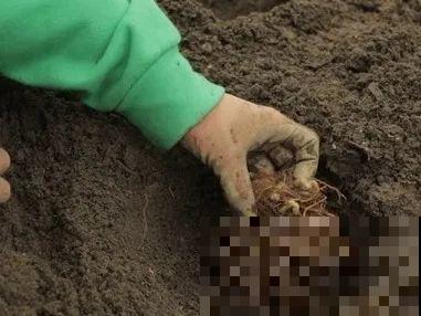这花春天埋土里，能开好几枝，自带“贵妇”气质！