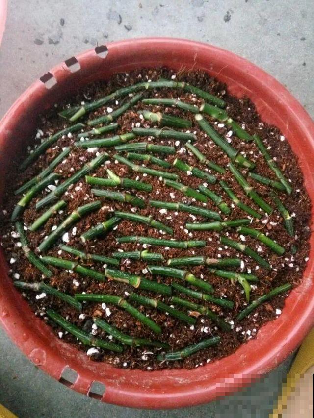 太阳花种子撒一把，能开满阳台，一年四季死不了！