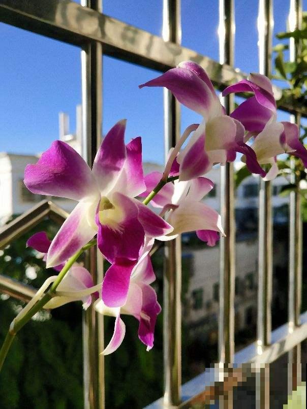 这花吊着养，不光有趣，对花也好，装饰感十足