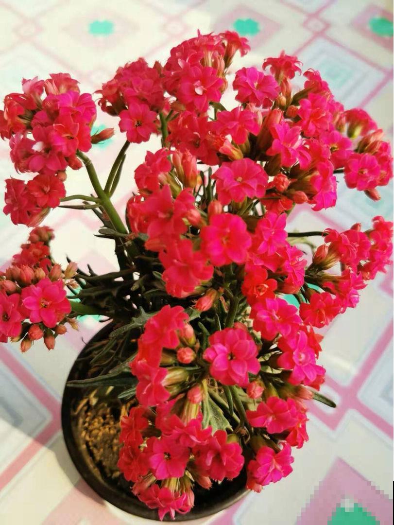 已经2月份了，长寿还没开花？给它套个塑料袋，10天就开花