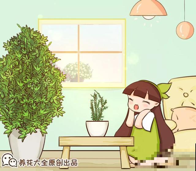 这盆“健康树”，1盆清新空气，2盆杀菌去异味