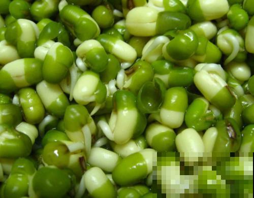 不想去超市人挤人买菜，不如在家发点绿豆芽，两三天就搞定！