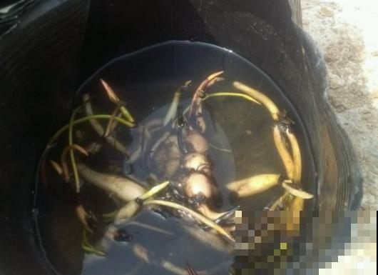 春天适合种一盆碗莲，浇多少水都没事，开花香远益清！