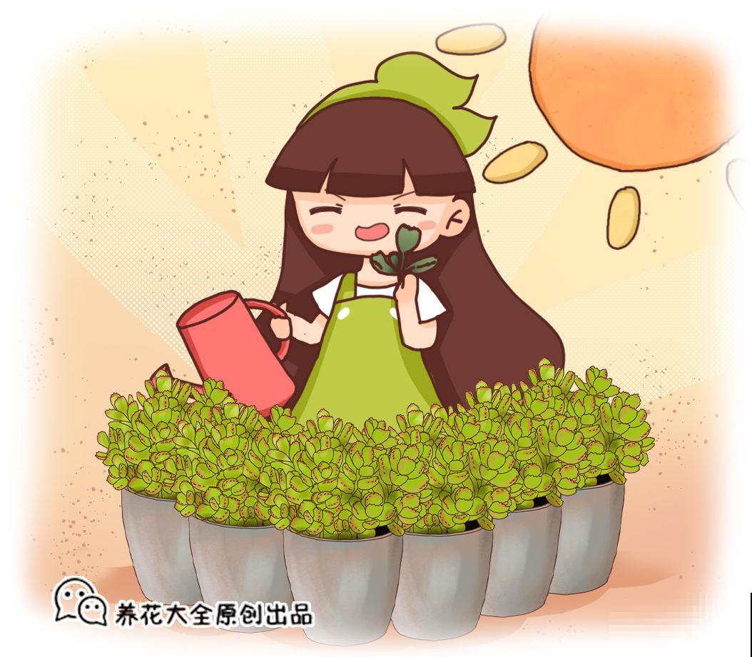 爷爷养的熊童子，盆盆叶肥根壮，活脱脱像棵小树苗
