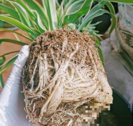 换盆不做这件事，就等于白换了，一年也不长个！