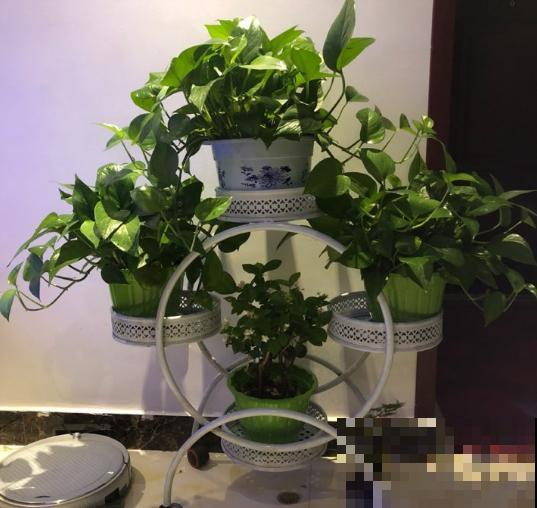 生命力超强的绿萝姑娘，原来都是这么养的！