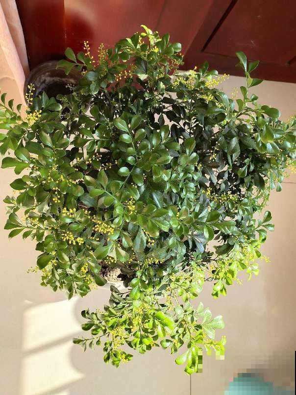 家里养盆香水花，满树挂满“黄金粒”，一盆满屋都飘香
