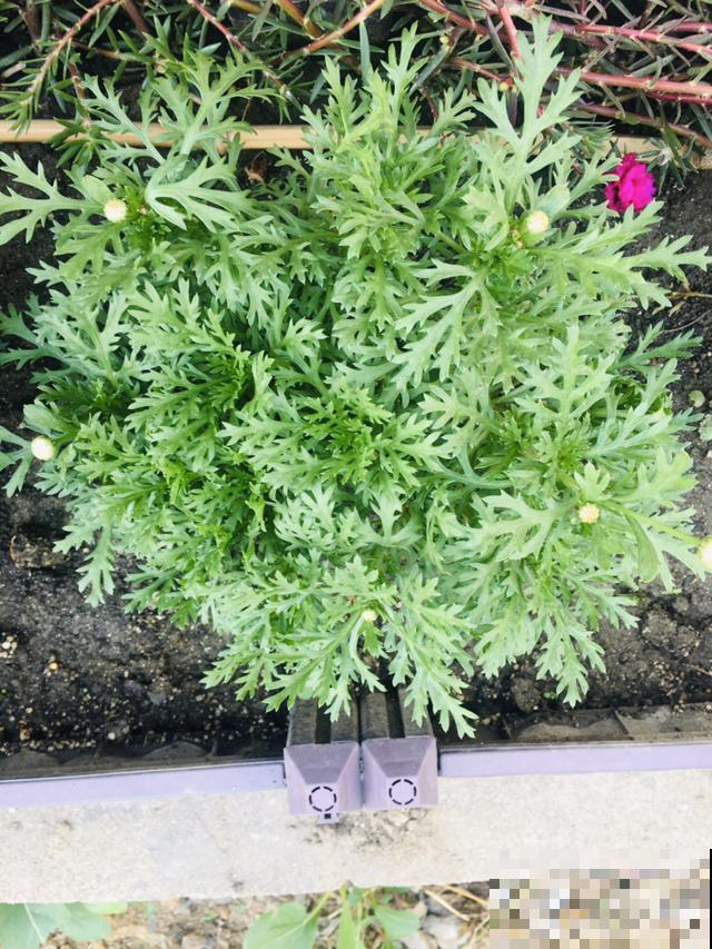这花就是欠“掐”，把顶芽掐掉，掐得越狠，开花越多