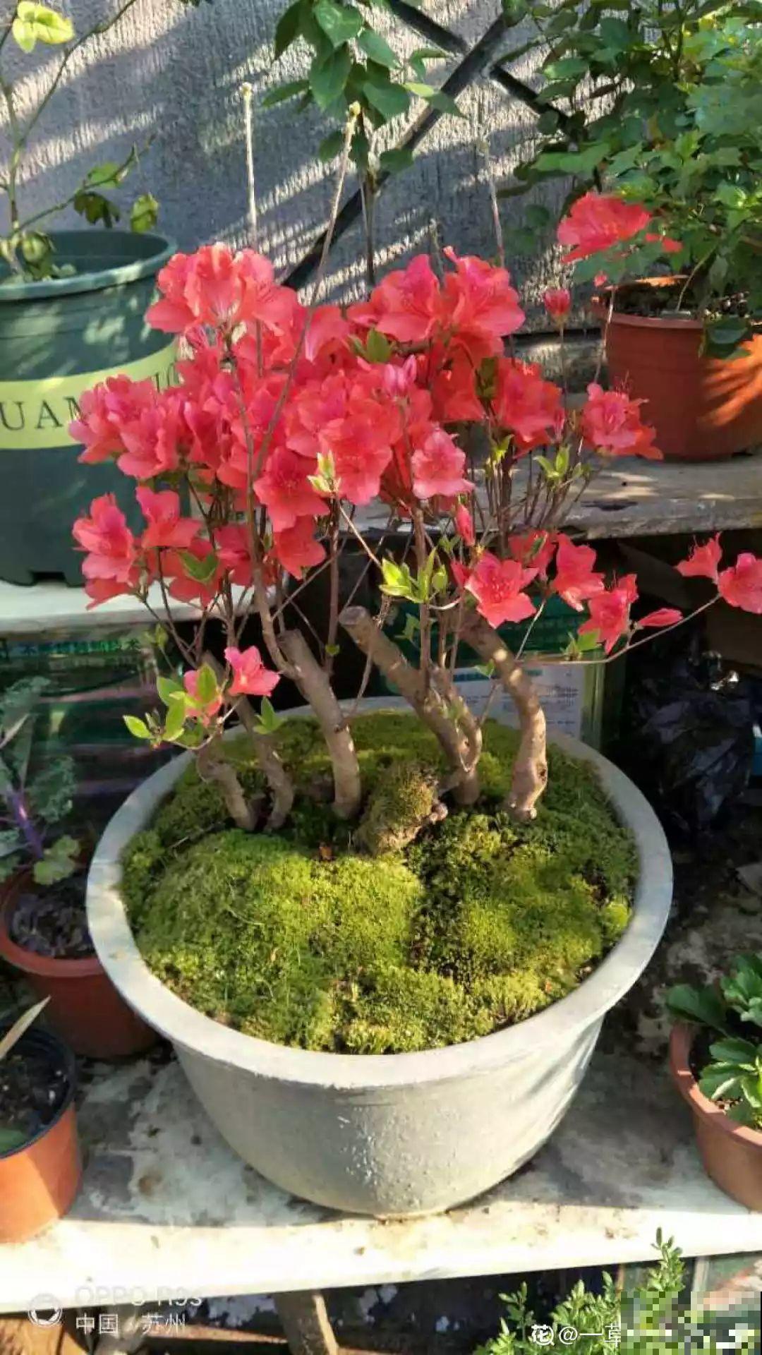 家里养这花，盆越小花越多，大冬天也能呼呼开！