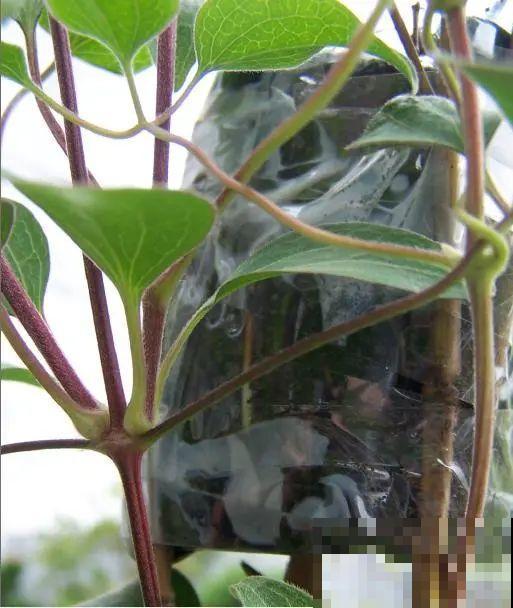 三角梅、月季用最简单的扦插法，塑料瓶套上就生根，懒人也会做！