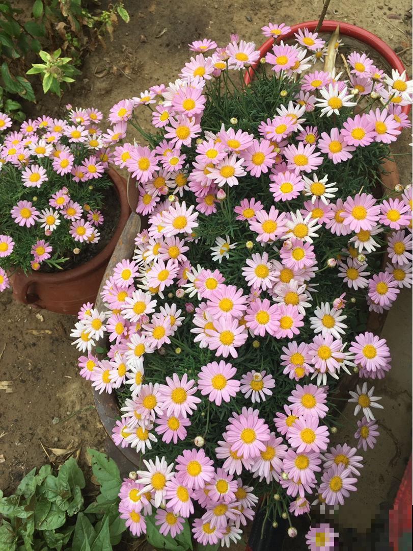 这花就是个大花球，开花多得看不见叶，一年能开8个月