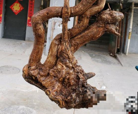 乡下路边都有的树桩，挖出来做盆景，能变成高价艺术品！