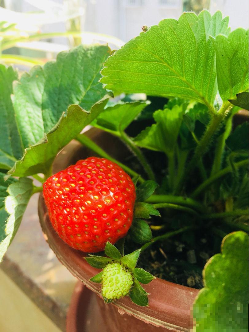 冬天是美味草莓季，在阳台就能种一堆，再也不用出门买！