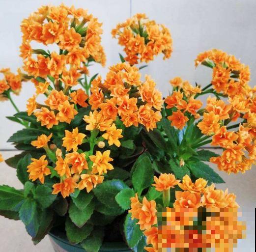 春天是养花的季节，该播种修剪、扦插施肥了，快看你都做了没？