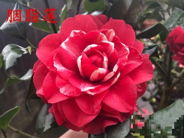 冬天必养的花，竟然有30个品种，最稀罕的是这个颜色！