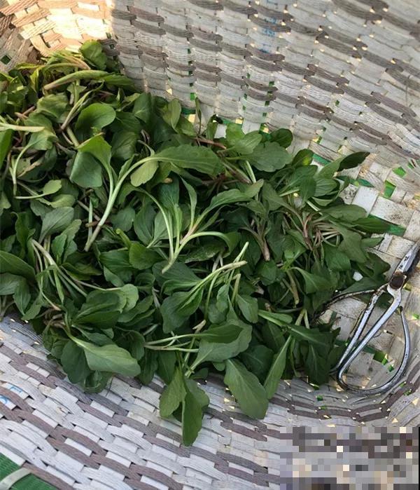 6种野菜最好吃，春天一定不能错过，炒鸡蛋包饺子真美！