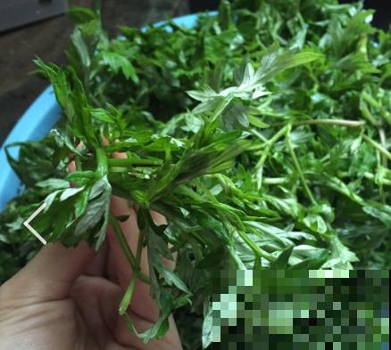 农村一种野草，能做菜能入药，还能泡脚驱寒，对女人身体好！