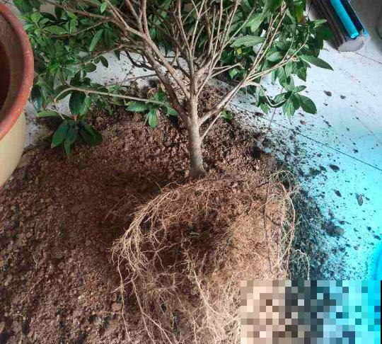 春天给花换盆，遇到这3种情况不能换，换了你会后悔的！