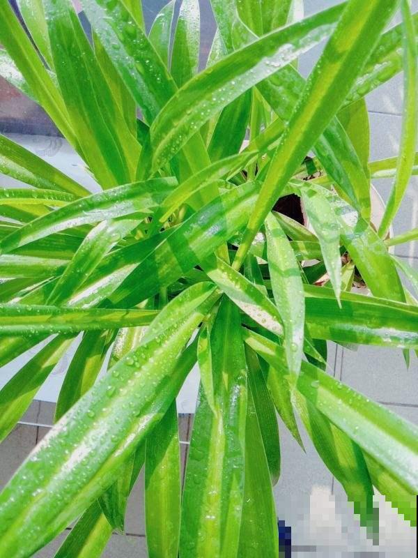 这花一剪子下去，越剪长得越旺，千万别心疼