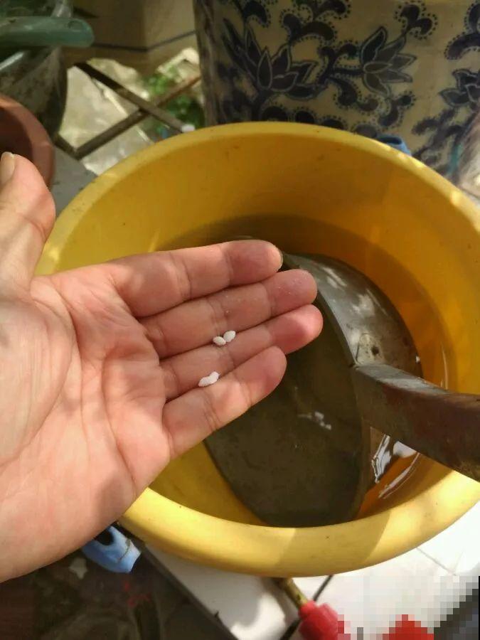 春天正施肥，氮磷钾肥别买了，自己在家就能做！