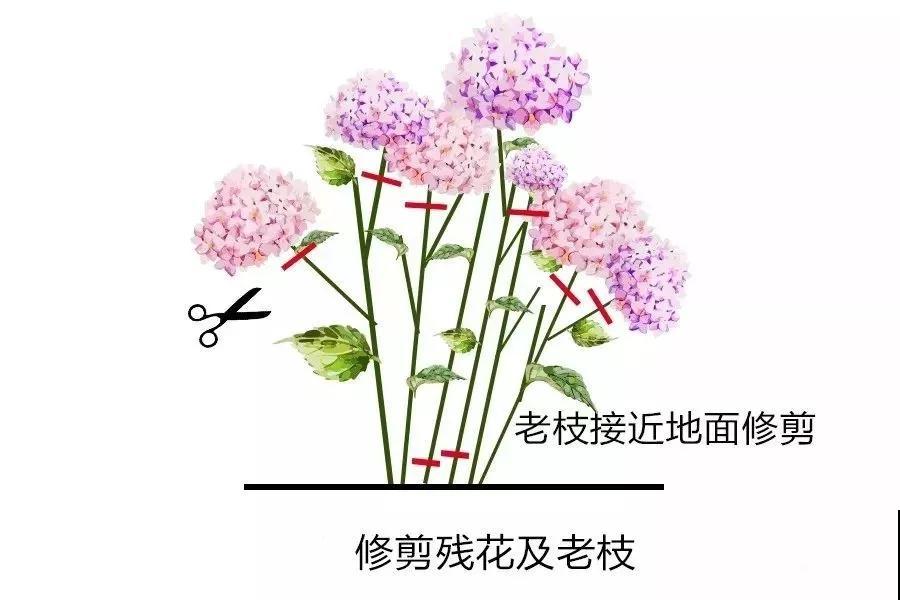 这2种花，开春坚决不能剪，剪了别想再看花！