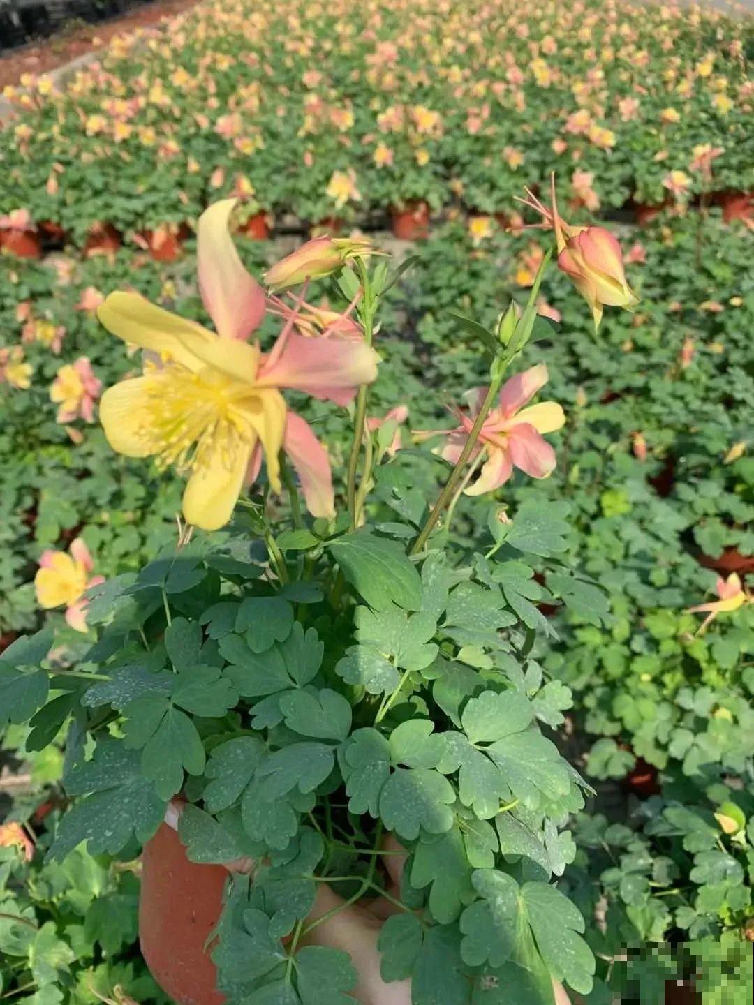 这花名字土掉渣，开花却特美，花期长达3个月！
