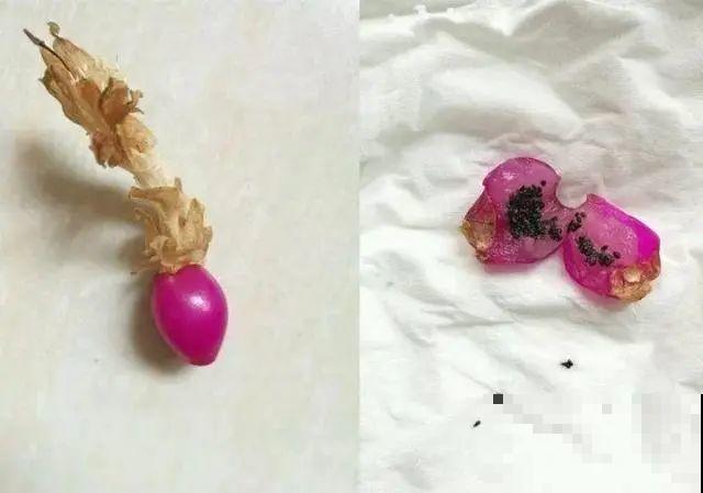 10种花，3月播种长最快，晚了还要等半年！