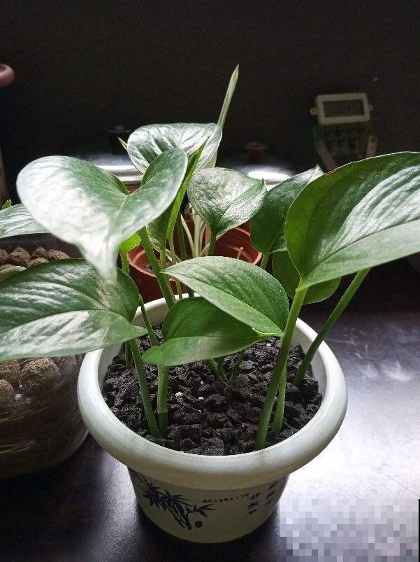 立春后，花儿都快醒了，该给花喂点肥了