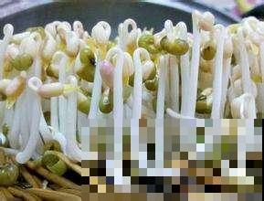 自家种点芽苗菜，不用出门买，而且一冬能省不少钱！