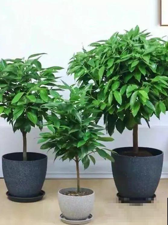 这盆“健康树”，1盆清新空气，2盆杀菌去异味