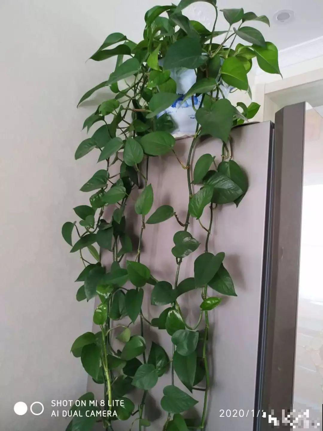 窝在家里，没事的时候赏赏花，心情也会跟着好起来！