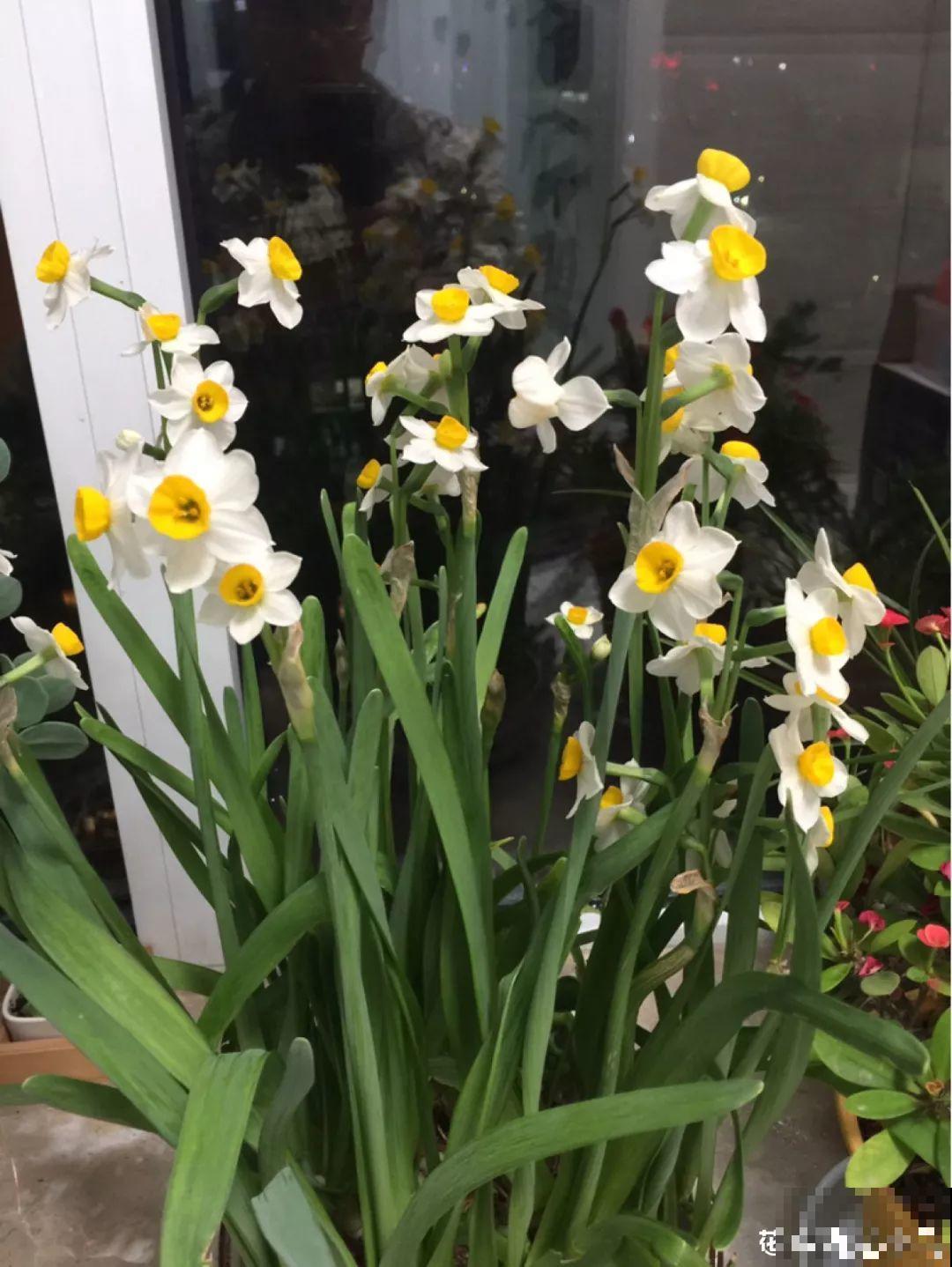 这花真奇葩，越开花叶子越黄，掐一把、来年继续开！