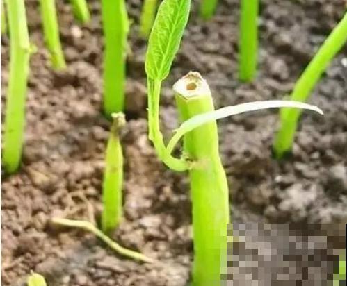 这菜吃不完就扔花盆里，1个月后又能吃，长势茂盛收获不断！