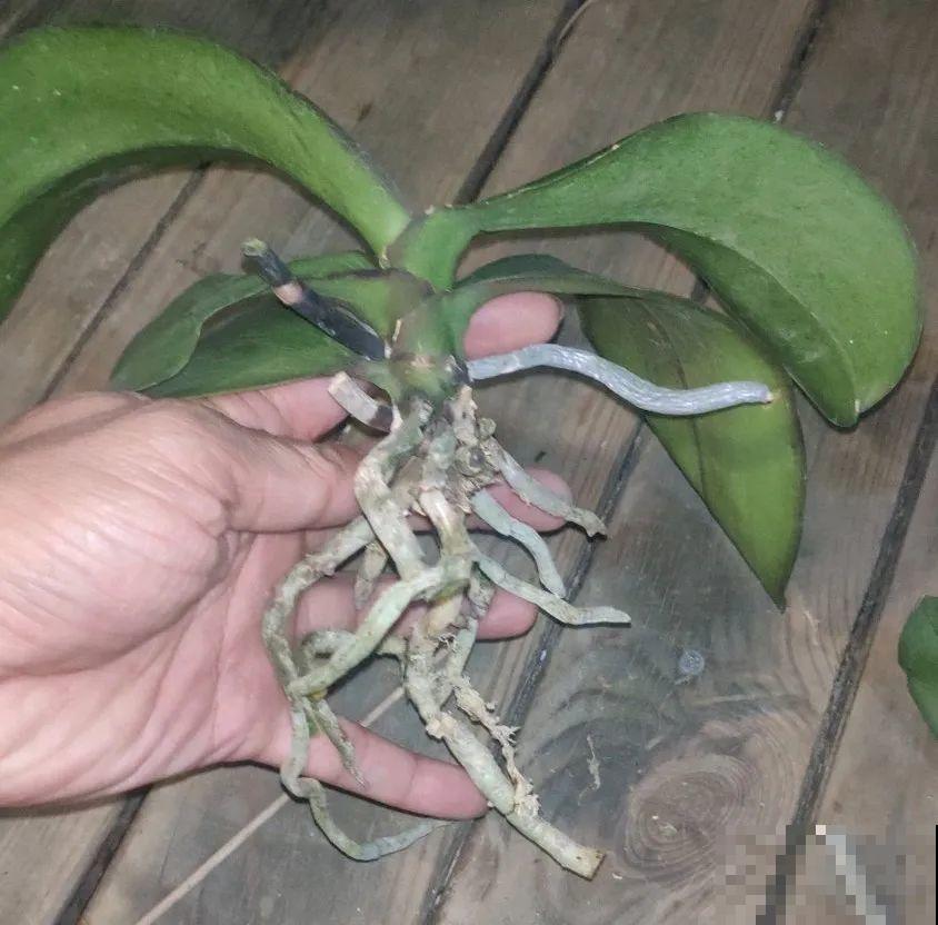 长寿花喷点它，很快复花，一茬接一茬的开！