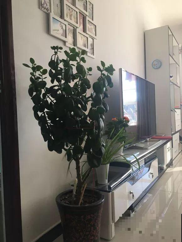 用长寿花盆里浇点它，叶片个个都巴掌大，长成2米“巨无霸”！