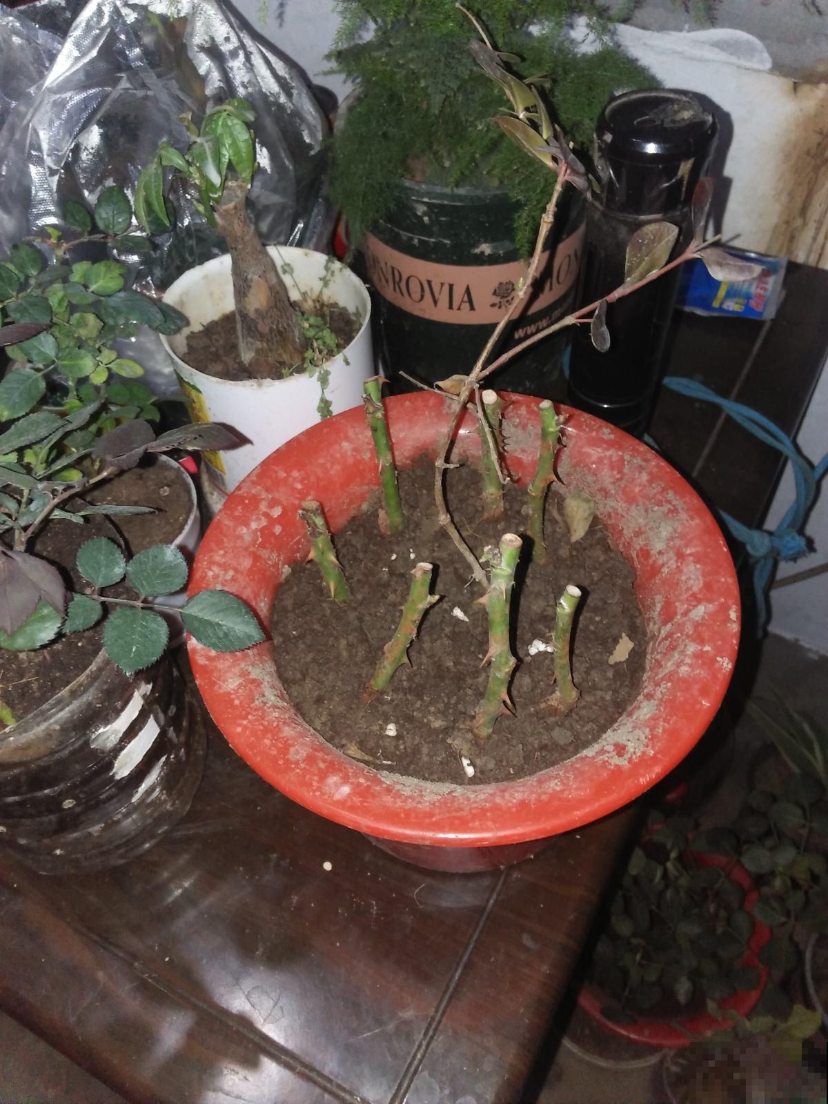 “4种”自制生根水，原材料都在厨房，枝条泡一泡，白根呼呼冒