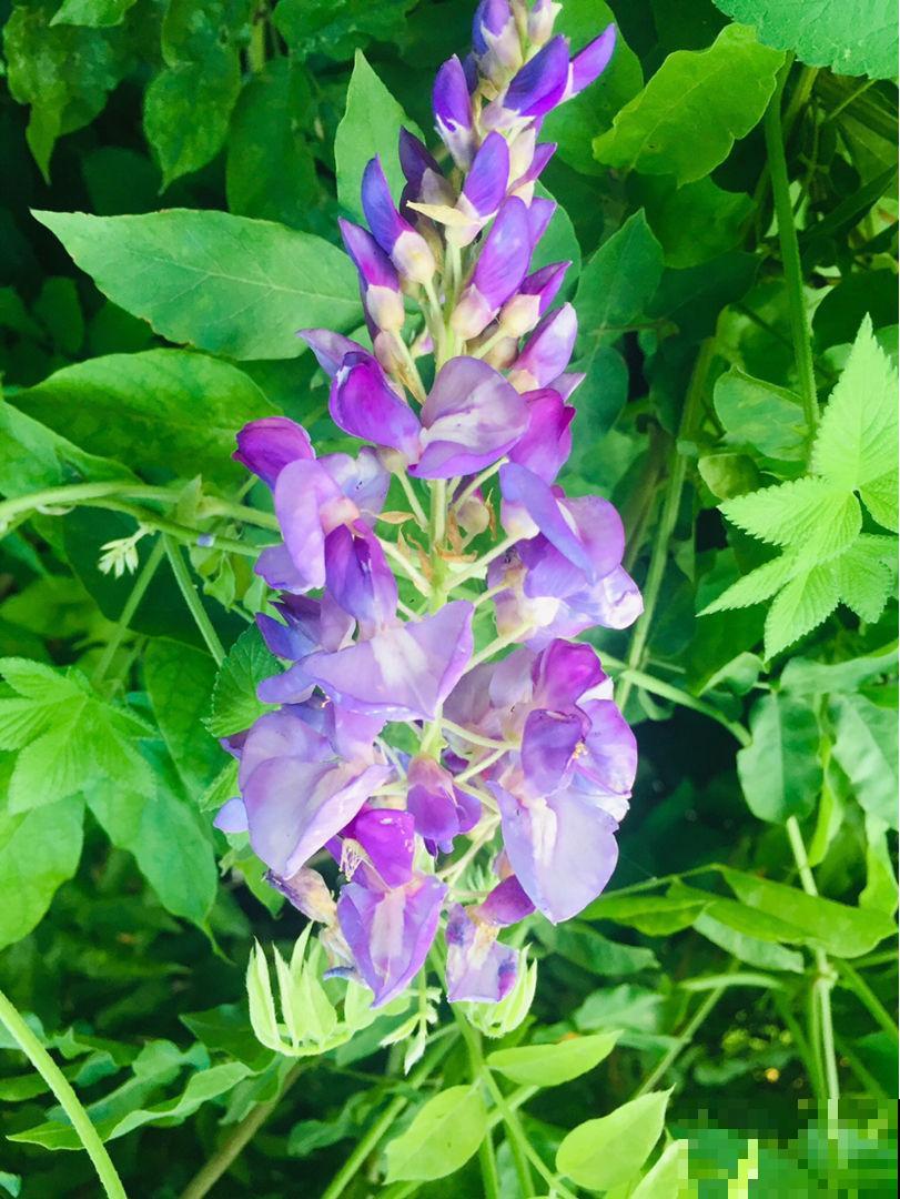 家里养棵紫藤花，紫气东来寓意好，还能开成花瀑布