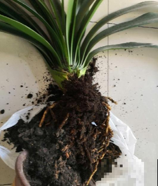 给花换盆的季节到啦，换完每月蹿一截，新叶子呼呼长！