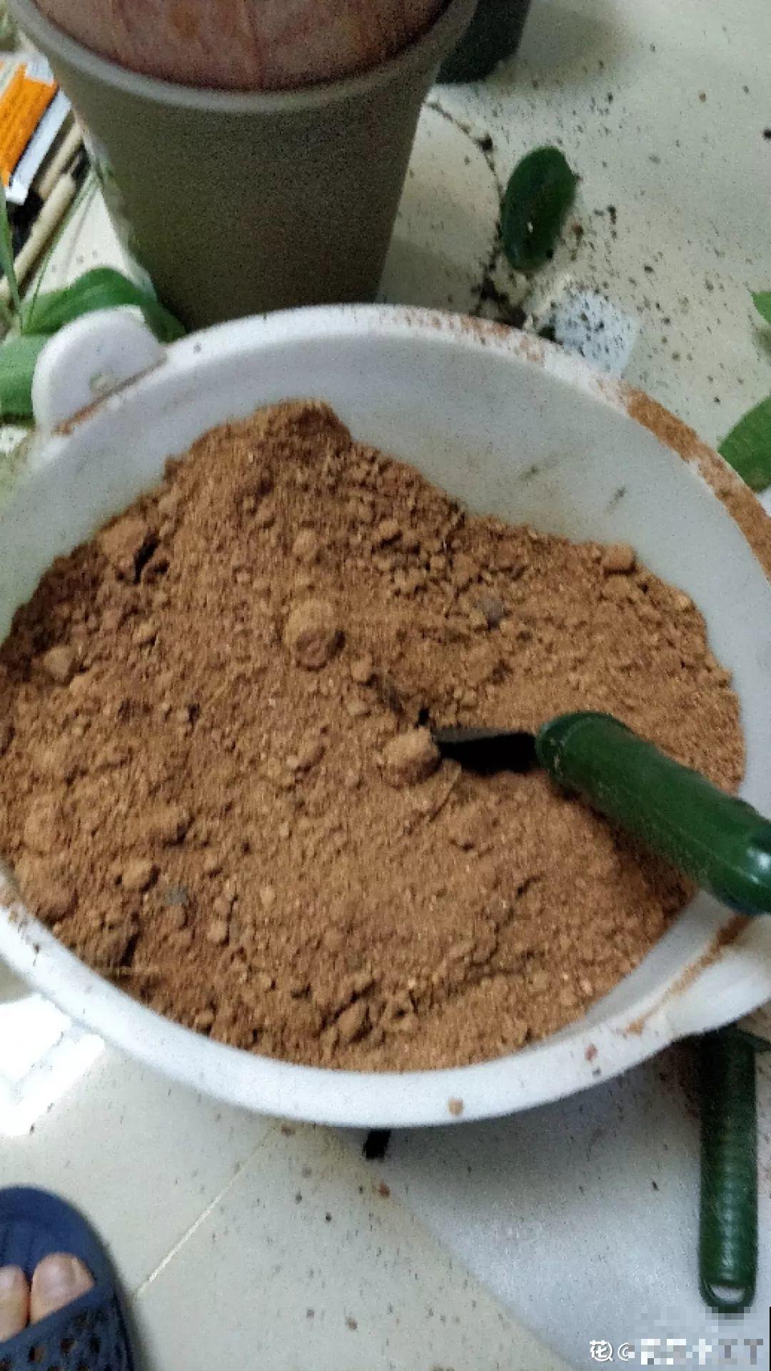 这花冬天最难养，砍1刀不浇水，反而越来越疯长！
