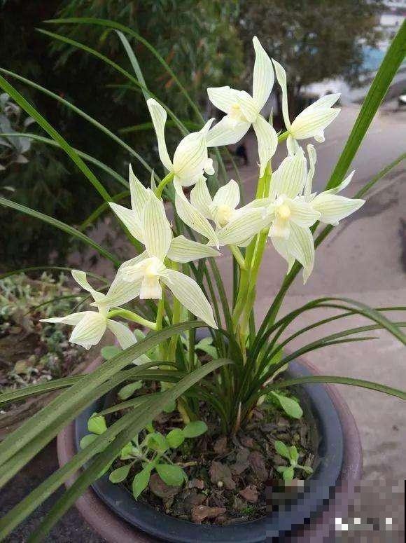 这花不开花没人看，一开花美翻了，邻居全都跑来看