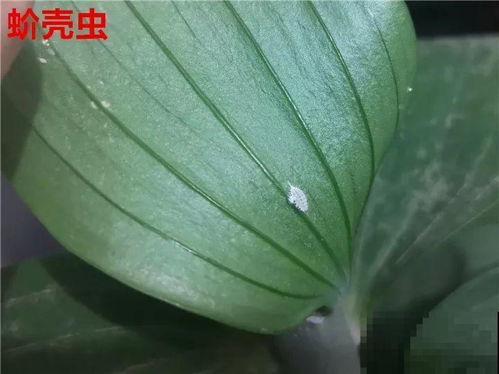 花变成这样，立马剪撒点粉，否则撑不过7天！