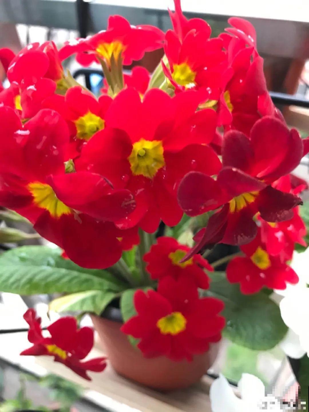 别看报春花个头小，一开就是大半年，小阳台照样美成花海！