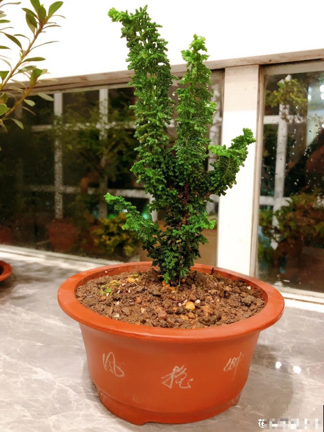 农村不起眼的树，挖一棵做盆景，比买得还要好看！