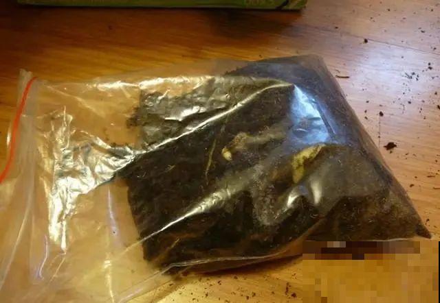 1个球切8块，丢土里就能冒芽，来年收获一大盆！