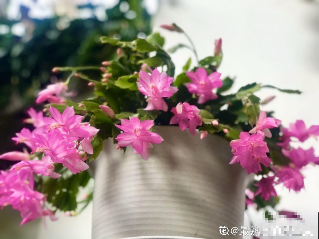 蟹爪兰光长叶子不见花？一掐一喷，半个月后就能开！